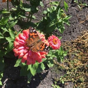 Meet your Posher, Sari